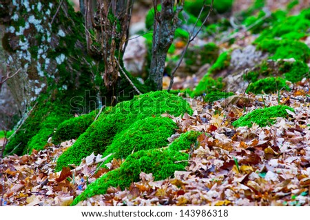 moss-grown tree and leaves near