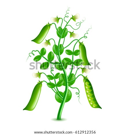 Growing peas plant isolated photo-realistic vector illustration