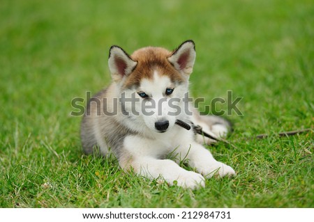 puppy of husky dog on the green grass