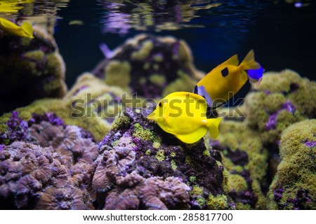 Underwater picture with great variety of fish