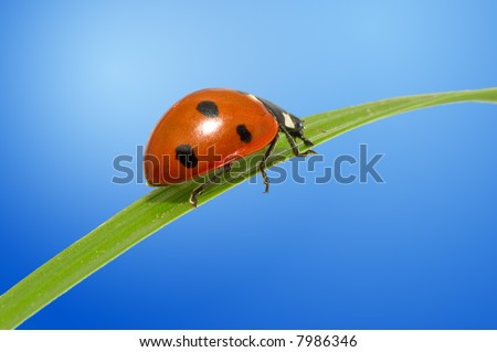 Lady bug on green leaf