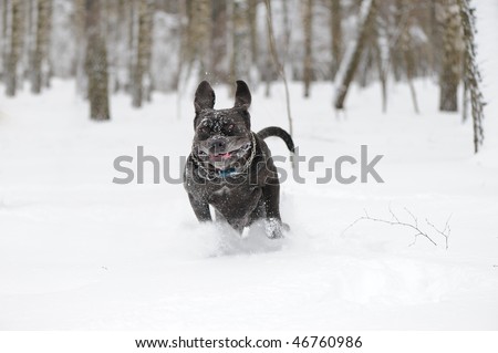 jumping dog Neapolitan Mastiff