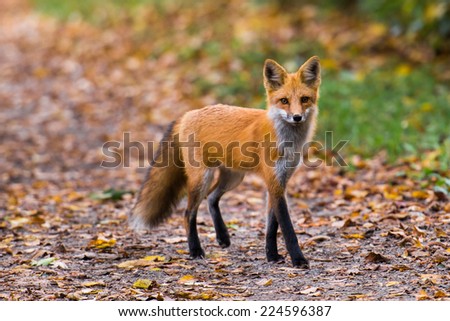 Young Red Fox in Fall