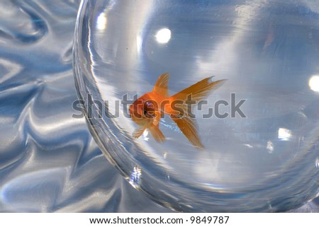 Goldfish in a Bowl on a Moire Illusion film Background