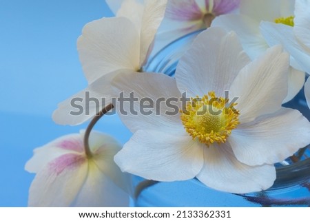 Snowdrop anemone windflower (Anemone sylvestris). White spring forest flower on blue background. Close-up Imagine de stoc © 