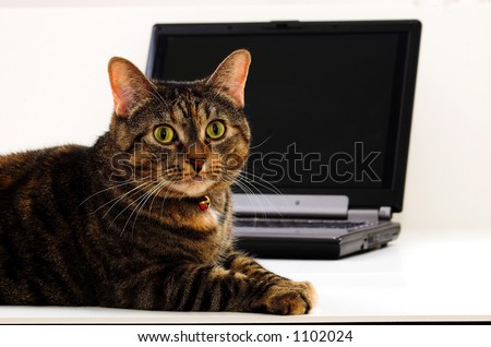 Cat modeling for computer.