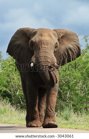 Bi bull elephant on road charging