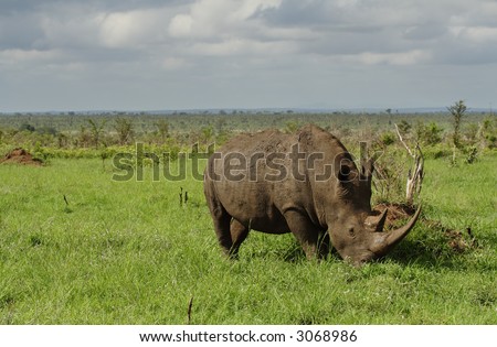 White rhino with very long horn grazing in a field