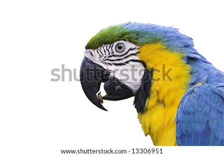 A blue and yellow macaw eating a peanut, isolated on white