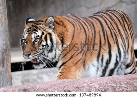 A Siberian tiger (Panthera tigris altaica) is moving with his mouth open