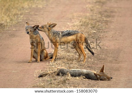 A family of black-backed jackals (Canis mesomelas), a cub sniffing the mother, in Serengeti National Park, Tanzania