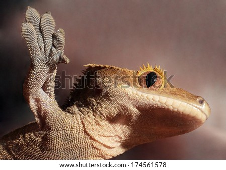A new Caledonian crested gecko (Rhacodactylus ciliatus) from the bottom clutching to a glass