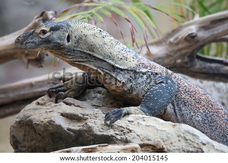 A huge Komodo dragon (Varanus komodoensis) on a rock. This lizard is a large monitor from Indonesian islands
