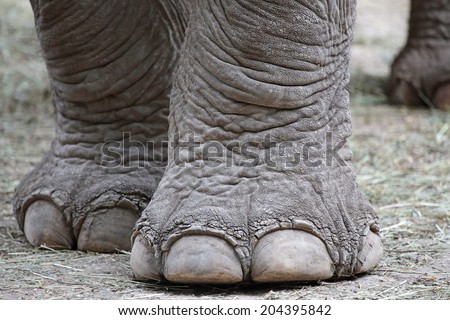 Closeup of the big feet of an asiatic elephant