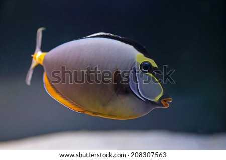 An elegant unicornfish, Naso elegans, swimming in a tropical marine water aquarium. This fish can be found in coral reefs in the Indian Ocean
