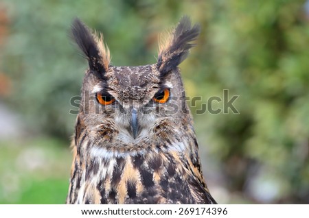 Portrait of an eurasian eagle-owl, Bubo bubo, looking at camera
