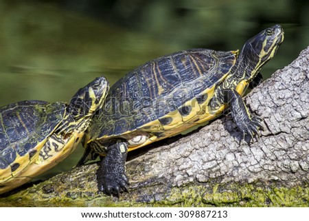 A couple of pond slider turtles, Trachemys scripta scripta, sunbathing on a dead branch near the water. This popular turtle in the pet trade is native to the United States and Mexico