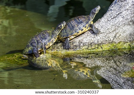 Two pond slider turtles, Trachemys scripta scripta, resting on a dead branch in a small lake. This medium-sized semi-aquatic turtle is popular in the pet trade
