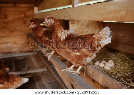 Similar – Image, Stock Photo Organic free range chicken III