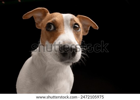 Similar – Image, Stock Photo funny jack russell dog at home during Halloween standing on two legs on stool asking for treats. Halloween party decoration with garland, orange balloons and net