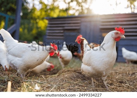 Similar – Image, Stock Photo Feathered fowl | free range happy chickens in fog