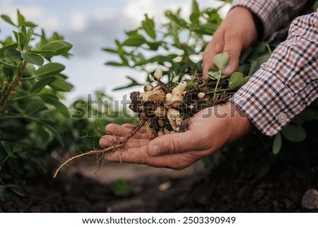 Similar – Foto Bild Erntehand mit Erdnüssen