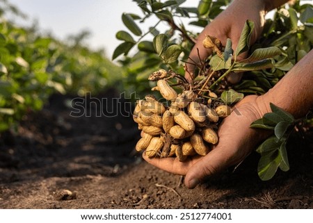 Foto Bild Erntehand mit Erdnüssen