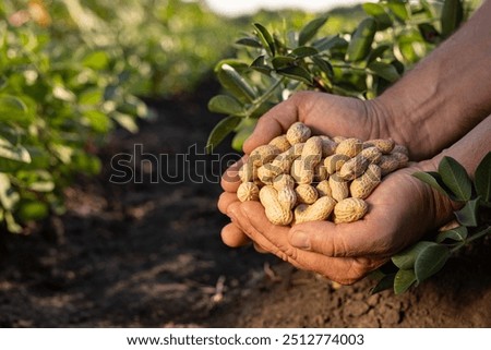 Similar – Foto Bild Erntehand mit Erdnüssen