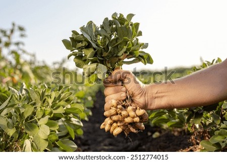 Similar – Foto Bild Erntehand mit Erdnüssen