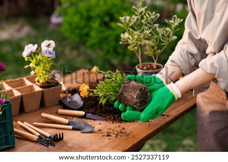 Similar – Image, Stock Photo Tools for gardening at home. Growing food on windowsill. Copyspace for text. Top view. Flatlay on pink background.