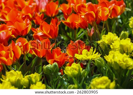 yellow and red flowers/tulips/spring flowers