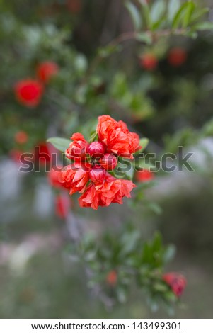 Pomegranate Blossoms