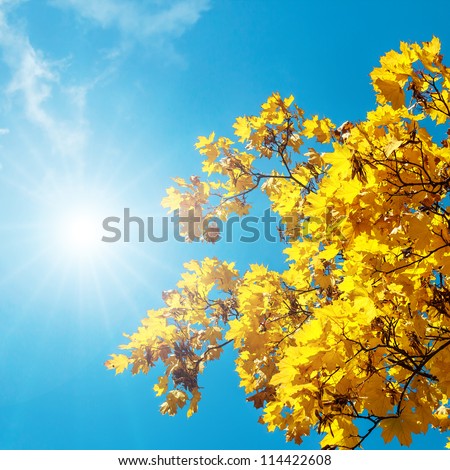 Autumn leaves against the blue sky and sun