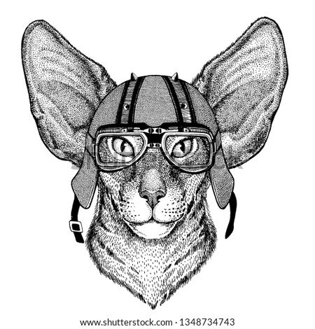 Cat wearing a motorcycle, aero helmet. Hand drawn image for tattoo, t-shirt, emblem, badge, logo, patch.