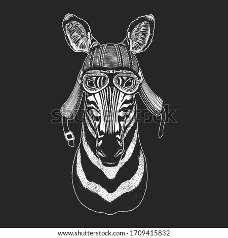 Zebra portrait. Head of wild animal.