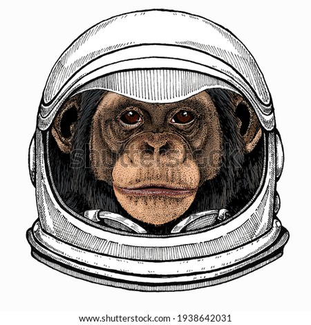 Vector chimpanzee portrait. Ape head, monkey face. Astronaut animal. Vector portrait. Cosmos and Spaceman. Space illustration about travel to the moon. Funny science hand drawn illustration.