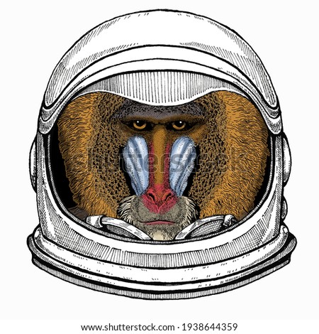 Baboon, monkey, ape. Vector portrait of wild animal. Astronaut animal. Vector portrait. Cosmos and Spaceman. Space illustration about travel to the moon. Funny science hand drawn illustration.