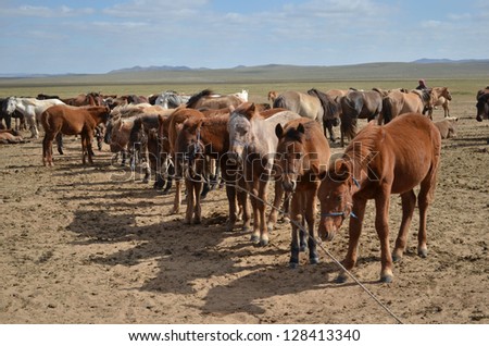 Foals standing in a row in the herd of horses on the Mongolian steppe