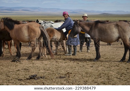 Ulaanbaatar,MN - Sept,16 2011: Mongolian nomads milking mares in Sept 16,2012 Ulaanbaatar, Mongolia