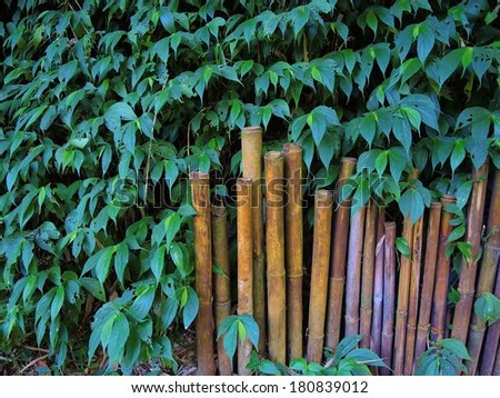 yellow bamboo fence with green bamboo forest as background
