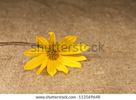 Beautiful yellow flower laying on rough fabric