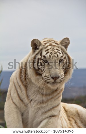 Siberian Tiger looking at camera, laying down with head and front feet up