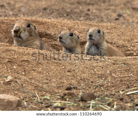 Mother and two baby prairie dogs peaking out of burrow looking toward camera
