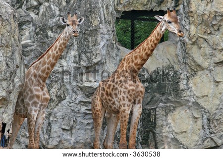 2 giraffe standing side by side, pictured in a zoo