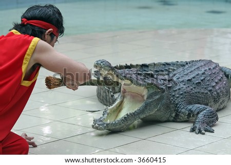A zoo keeper in Thailand teases a crocodile with a stick