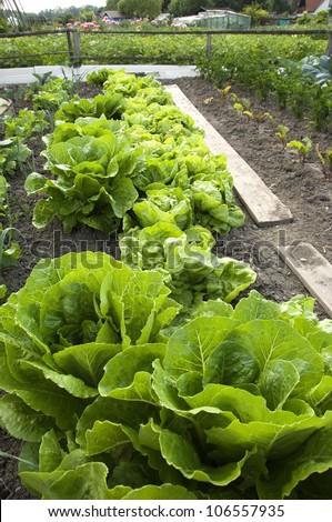 Lettuce and different other vegetables in an vegetable patch