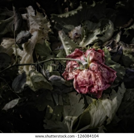 Wilting rose on a Compost Heap/Artistically alienated to create a grungy somber atmosphere.