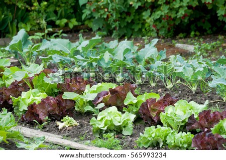 Similar – Foto Bild junger Kohlrabi im Beet