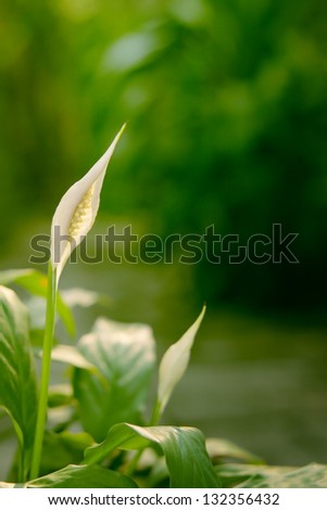 spathiphyllum with leaves background in the garden (Peace Lily)