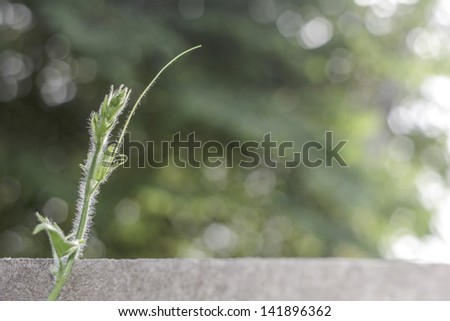 the green creeper plant on concrete wall.shallow depth of field